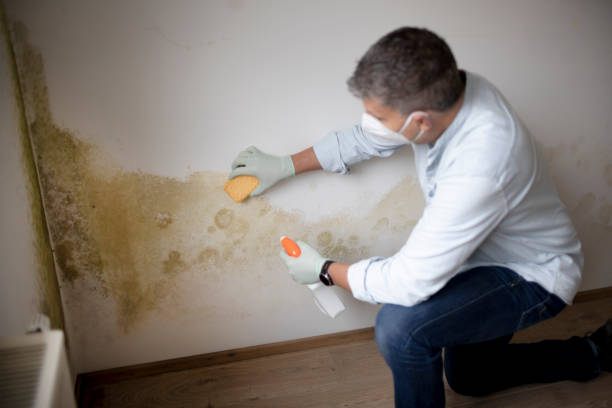 Best Mold-Related Health Consultation  in Parkville, MD